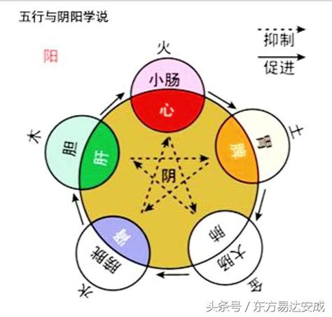 陰陽是什麼|中醫入門系列第三集：中醫的陰陽